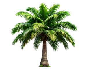 Single Tall Tropical Palm Tree with Curved Trunk and Dense Green Crown, PNG Cutout