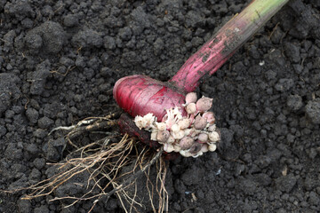 Many Small Baby Bulbs Dug