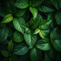 Close-up of lush green foliage, varied leaf sizes and shapes, with light filtering creating subtle highlights and deep shadows