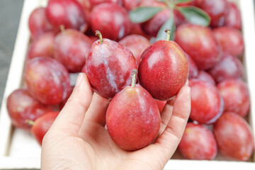 Fresh Red Plums in Hand with Wooden Crate - Premium Quality Fruit Harvest Display