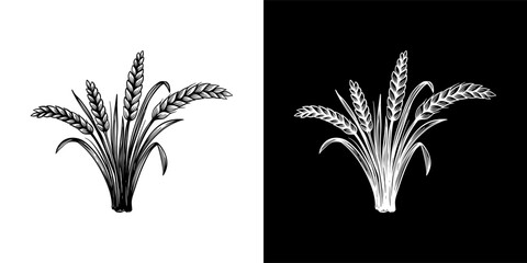 wheat hand drawn illustration