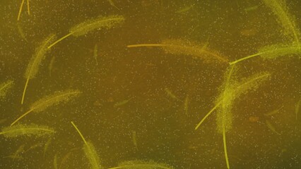 Olive brown texture abstract background with earthy rustic tone.