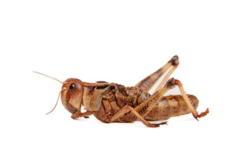 Fresh Grasshopper from Shandong China Farm - Isolated Insect Photography