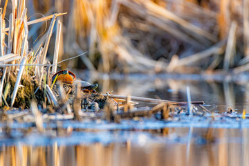 Two small turtles among reeds in pond, wildlife in natural wetland habitat with warm light © Rogney