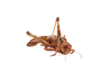Brown Grasshopper Insect Isolated on White Background - Shandong Farm Species