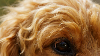 Naklejka premium A hyper-realistic macro shot of a single, clean, fluffy curl of the dog's fur
