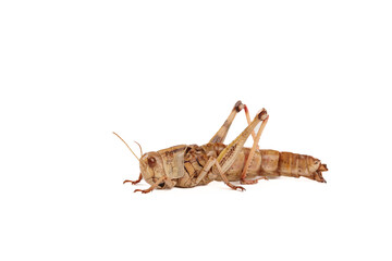 Fresh Locusts Grasshoppers Shandong China Edible Insects Farmer Harvested White Background Isolated