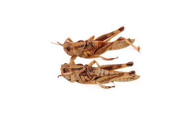 Fresh Grasshoppers from Shandong China - Traditional Protein Source and Agricultural Product on White Background