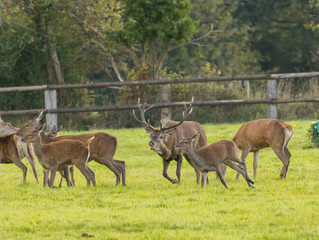 Brame du cerf