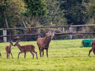 Fototapeta premium Brame du cerf