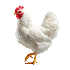 Fototapeta premium Elegant white chicken strides confidently against a clean, isolated space, showcasing pristine