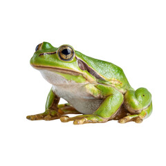 Vibrant green tree frog portrait showcasing intricate skin texture on transparent surface