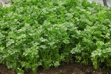 Obraz premium Fresh Watercress Field - Green Leafy Vegetables Growing in Agricultural Farm Rows Ready for Harvest