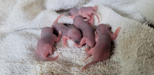 Baby rats