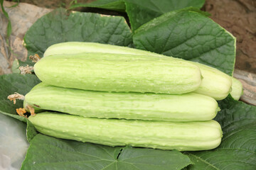 Fresh White Jade Cucumbers from Shandong Greenhouse Ready for Harvest