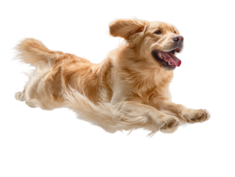 Golden retriever soaring through air, captured in energetic leap on transparent setting