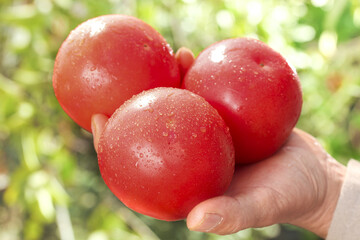 Fresh Picked Red Tomatoes with Water Drops in Hand Against Garden Background