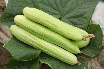 Fresh Jade Cucumbers from Greenhouse Farm in Haiyang Shandong China Agricultural Harvest