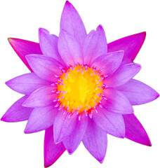 Pink lotus flower on white blank background isolated