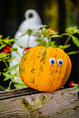 Autumn Pumpkin Patch at Ueno Farm, Hokkaido, Japan – Fall Harvest Landscape