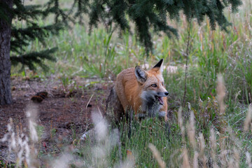 Fototapeta premium red fox in the woods