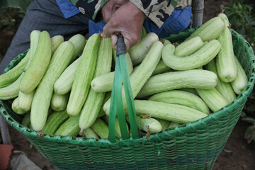 Fresh White Cucumbers in Basket - Organic Vegetable Harvest from Greenhouse Farm