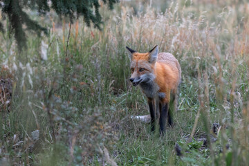 red fox in the woods