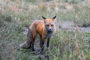 Fototapeta premium red fox in the wild