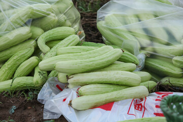 Fresh White Greenhouse Grown Cucumbers in Bags at Farmers Market