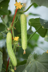Fresh Green Cucumbers Growing on Vine with Yellow Flowers in Greenhouse Agriculture