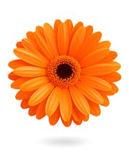 Vibrant orange gerbera