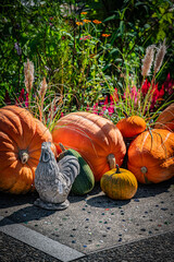 Autumn Pumpkin Patch at Ueno Farm, Hokkaido, Japan – Fall Harvest Landscape