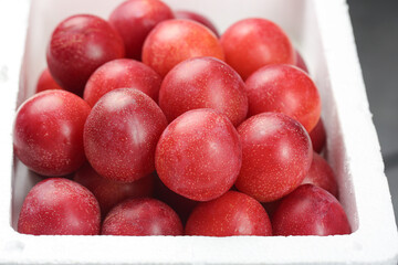 Fresh Red Australian Plums in Container - Organic Stone Fruit Ready for Market