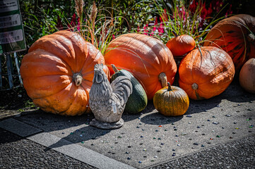 Autumn Pumpkin Patch at Ueno Farm, Hokkaido, Japan – Fall Harvest Landscape