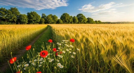 A path through a golden wheat field with red poppies and white daisies in the foreground.