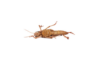 Fresh Grasshopper Insect Food Delicacy from Shandong China on White Background