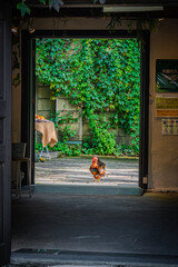 Autumn Pumpkin Patch at Ueno Farm, Hokkaido, Japan – Fall Harvest Landscape