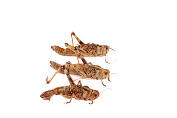 Three Fresh Brown Grasshoppers Isolated on White Background - Shandong Insects Study
