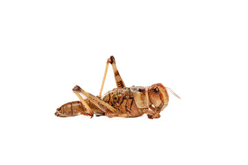 Fresh Grasshopper Insect from Shandong Province Isolated on White Background