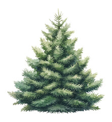 Obraz premium PNG Green christmas tree illustration watercolor art.