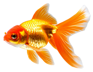 Realistic Goldfish Swimming in Clear Water, Aquarium Animal, isolated on transparent background PNG