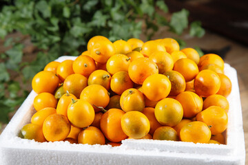 Fresh Kumquat Citrus Fruits in White Container - Smooth Skinned Orange Produce Ready for Market
