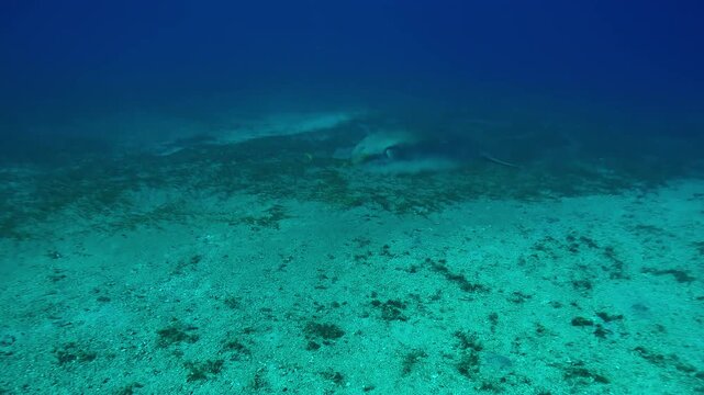 Camera moving forwards to a sea cow grazing on a sandy seabed, Wide-angle shot, Slow motion of Sea Cow, Dugong dugon on the bottom