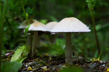 Wild Mushroom in Lush Green Undergrowth