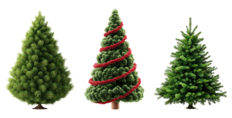Three realistic Christmas trees isolated on transparent background