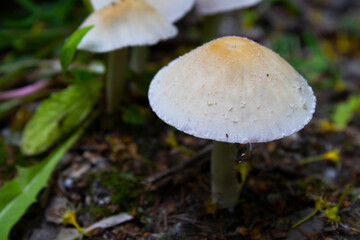 Wild Mushroom in Lush Green Undergrowth