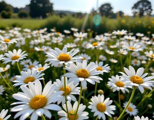 Obraz premium Serene Daisy Field with Soft Sunlight and Bokeh