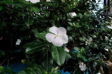 White Catharanthus roseus flowers, also known as madagascar periwinkle, periwinkle, and bunga tapak dara in the garden with dark green leaves as background