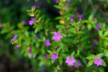 Photo of small purple flowers and green leaves on a plant, captured with a soft-focus background. The name of the flower is Cuphea hyssopifolia. Perfect for themes of gardening, nature, and botany
