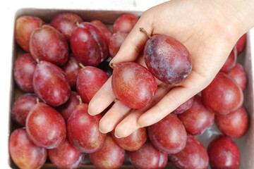 Hand holding fresh red plums over wooden crate of ripe stone fruit - healthy organic produce concept
